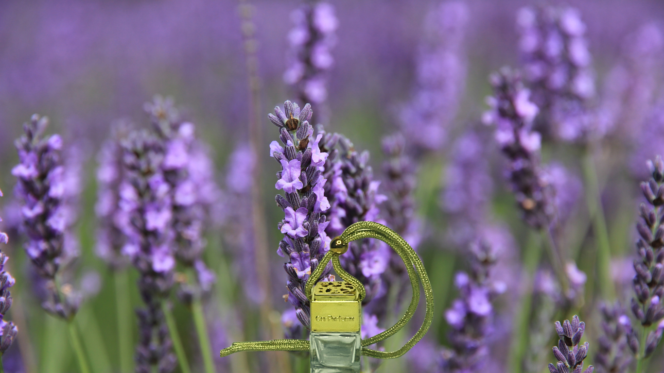 LAVENDER Car Freshener
