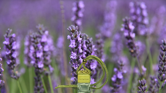 LAVENDER Car Freshener